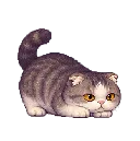 Mr Macleod: Playful pounce