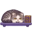 Mr Macleod: Paw on the glowing box